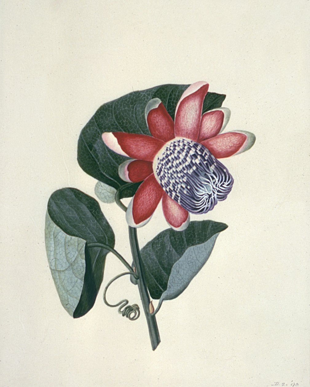 Études de fleurs - Peter Brown