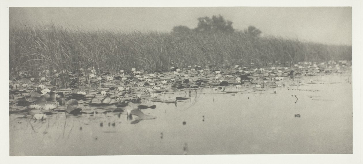 Nénuphars - Peter Henry Emerson