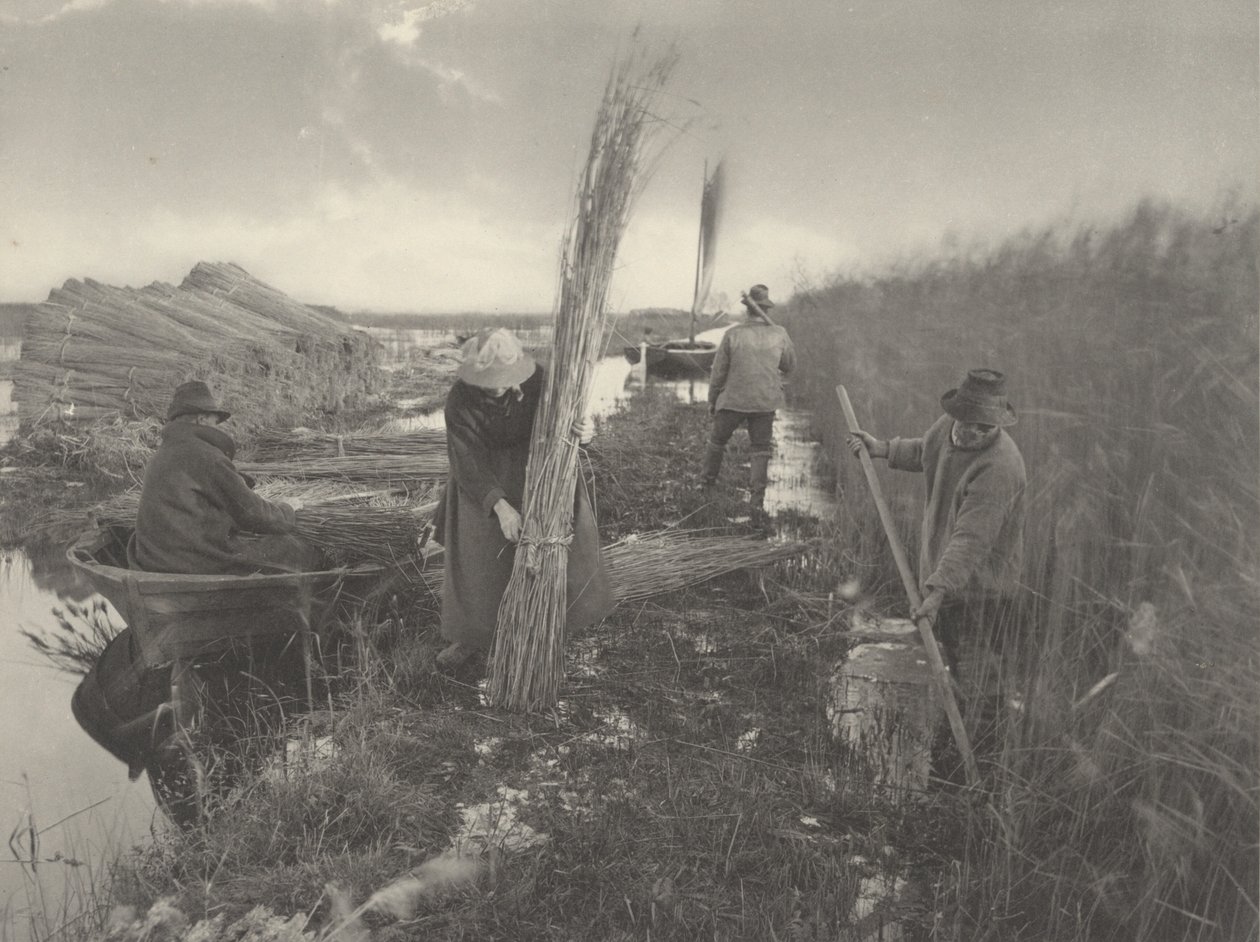 Pendant la récolte des roseaux - Peter Henry Emerson and T.F. Goodall