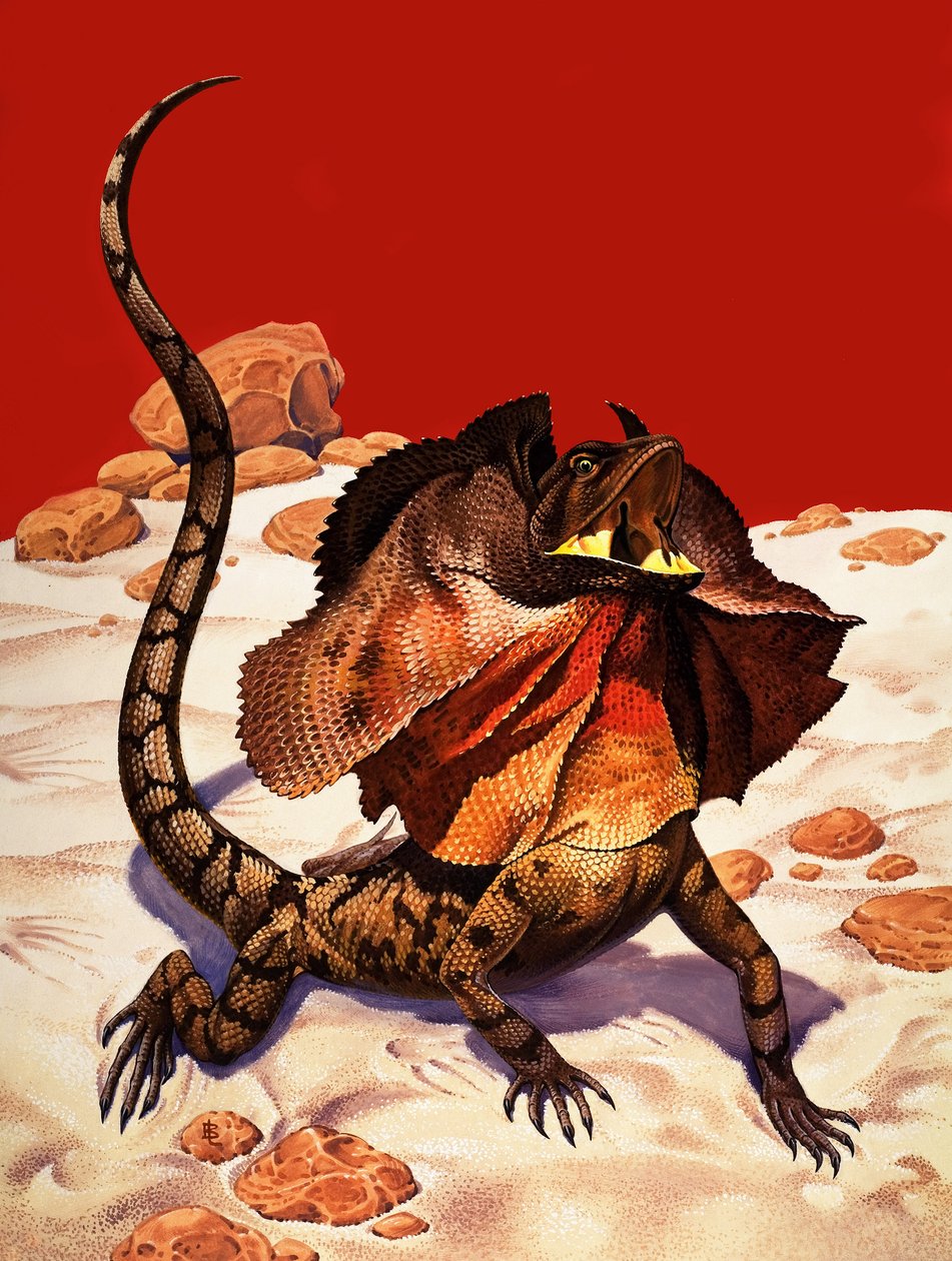Lézard à collerette (gouache sur papier) - Peter Jackson