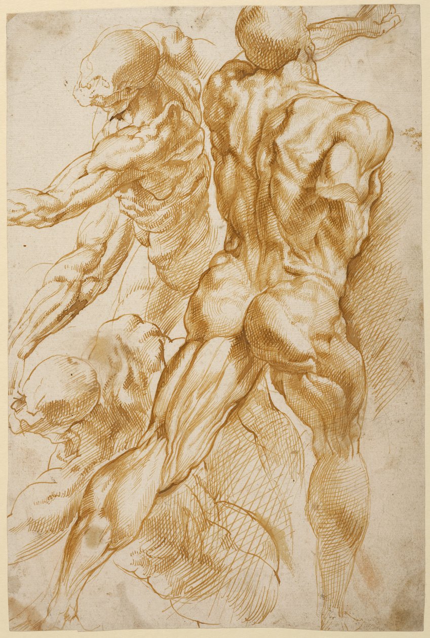 Études anatomiques - Peter Paul Rubens