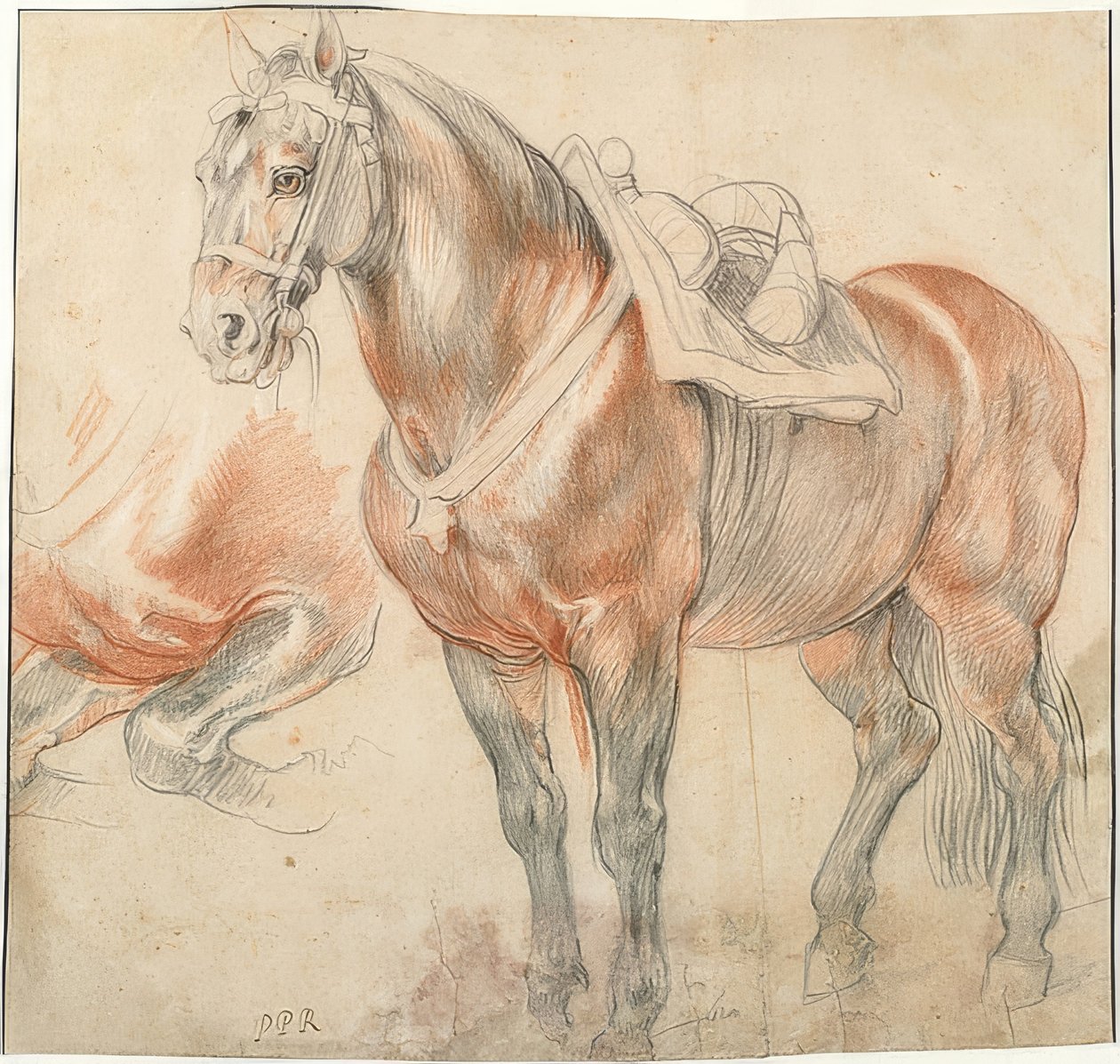 Cheval sellé - Peter Paul Rubens