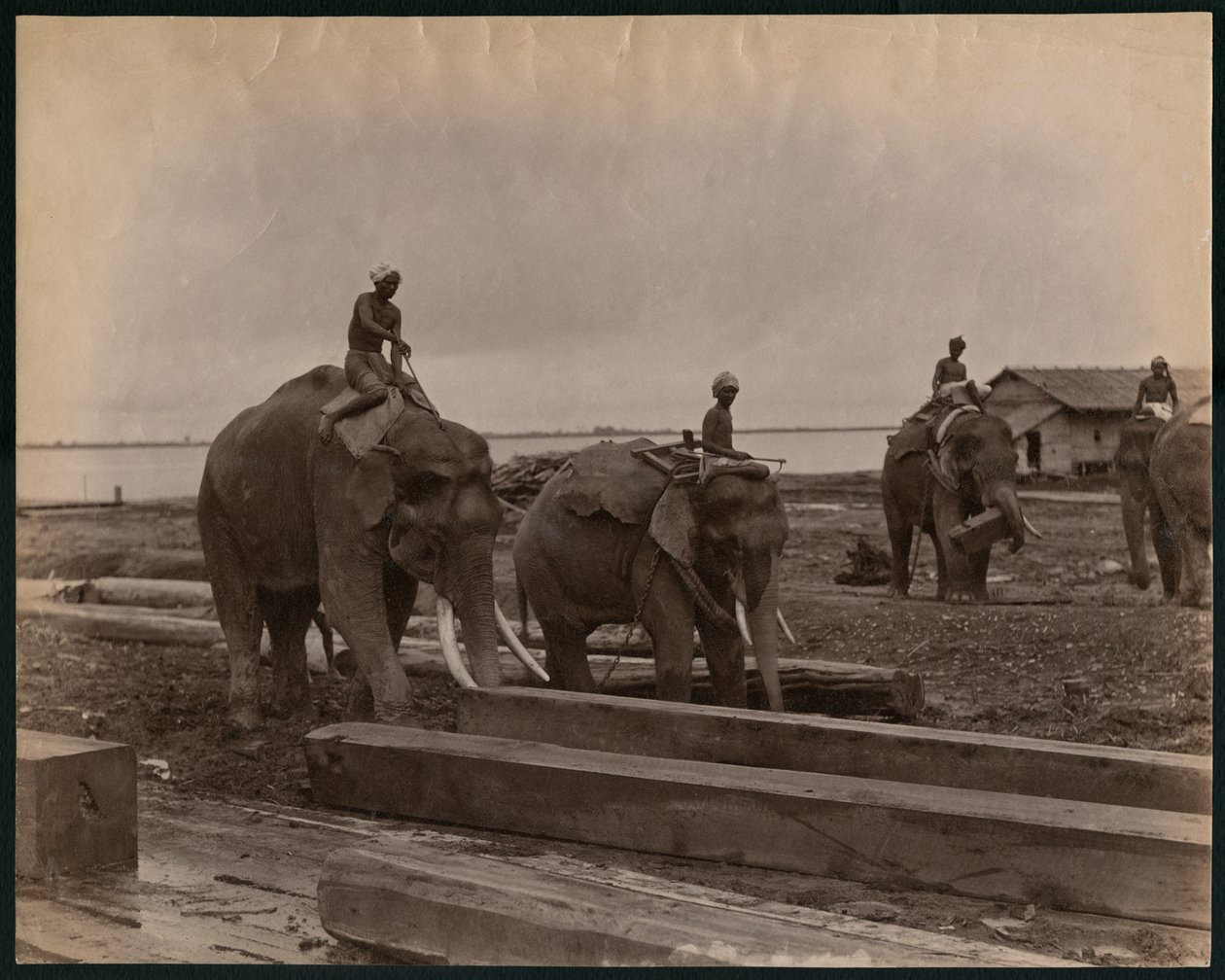 Travail avec des éléphants, vers 1880 - Philip Adolphe Klier