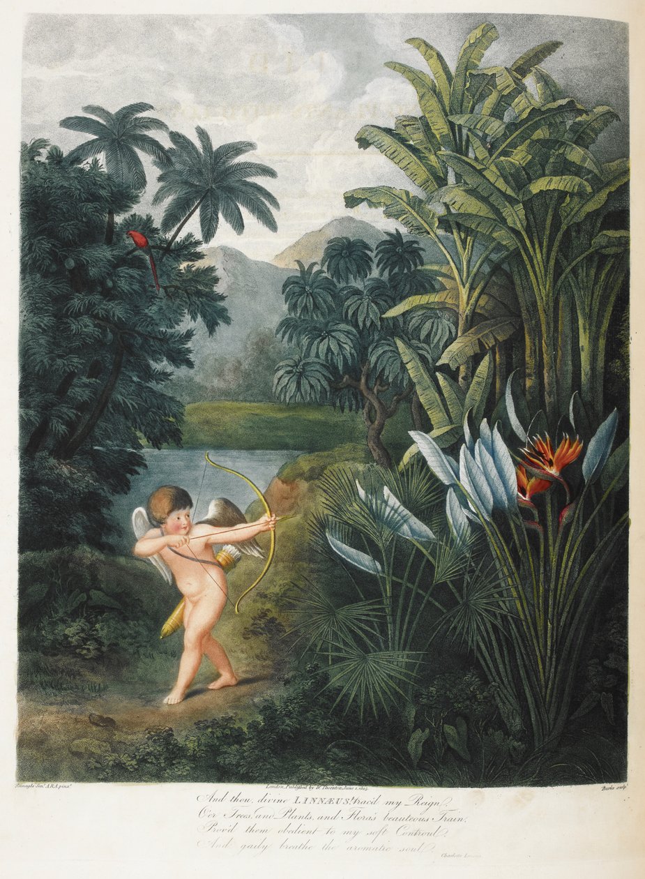 Cupidon inspirant les plantes avec amour - Philip (after) Reinagle