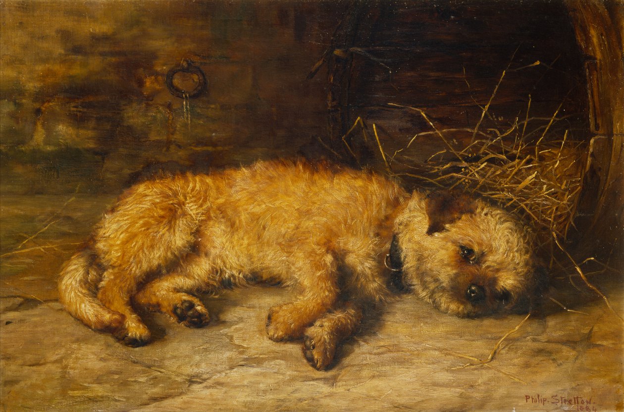 Un chiot Border Terrier - Philip Eustace Stretton