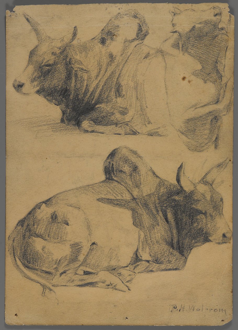 Taureaux Brahmanes - Philip H. Wolfrom