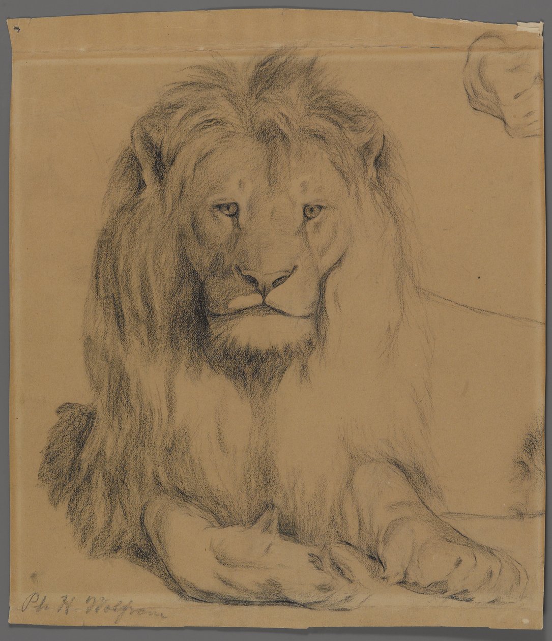 Lion - Philip H. Wolfrom