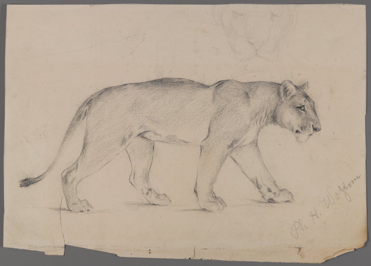 Lionne marchant - Philip H. Wolfrom