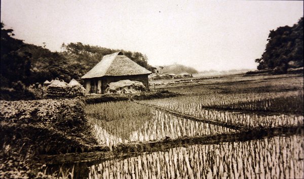 Rizières au Japon - Photographer Japanese