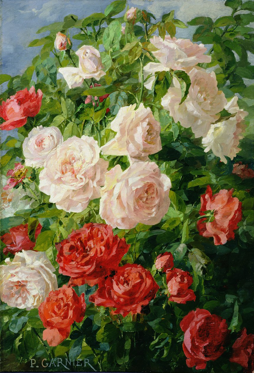 Roses roses - Pierre Garnier