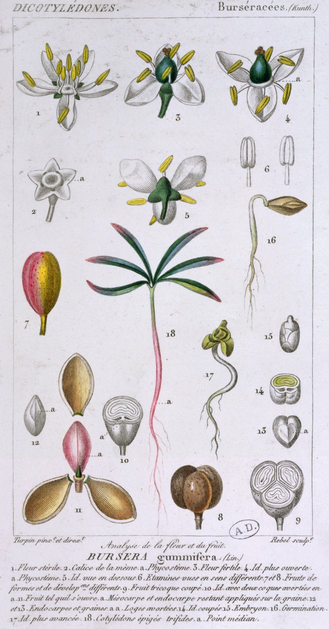 Bursera Gummifera, gravée par Rebel vers 1810-20 - Pierre Jean Francois Turpin