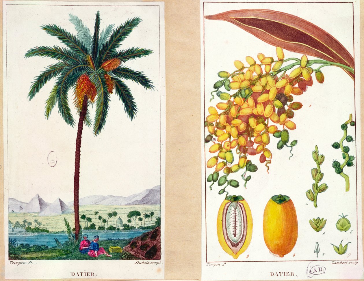 Dattier et fruit, début du XIXe siècle - Pierre Jean Francois Turpin