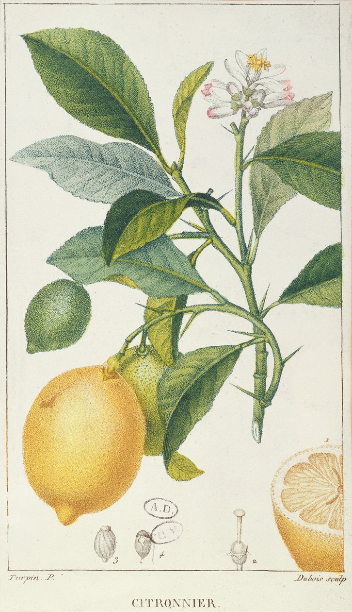 Le citronnier, gravé par Dubois, vers 1820 - Pierre Jean Francois Turpin