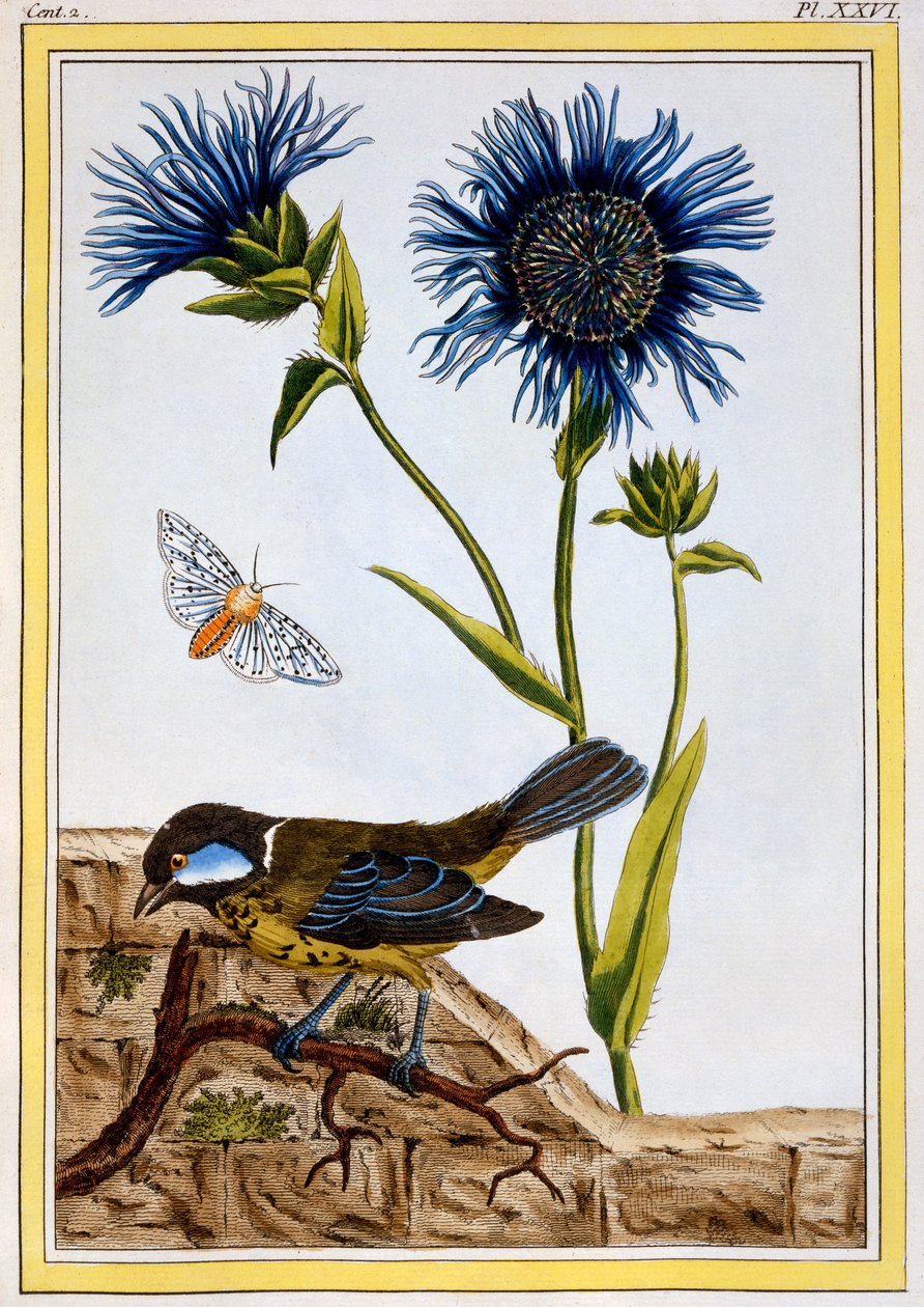 Bleuet, vers 1766 (gravure coloriée à la main) - Pierre Joseph Buchoz