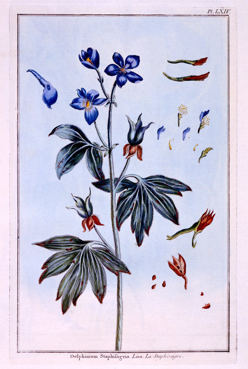 Delphinium - Pierre Joseph Buchoz
