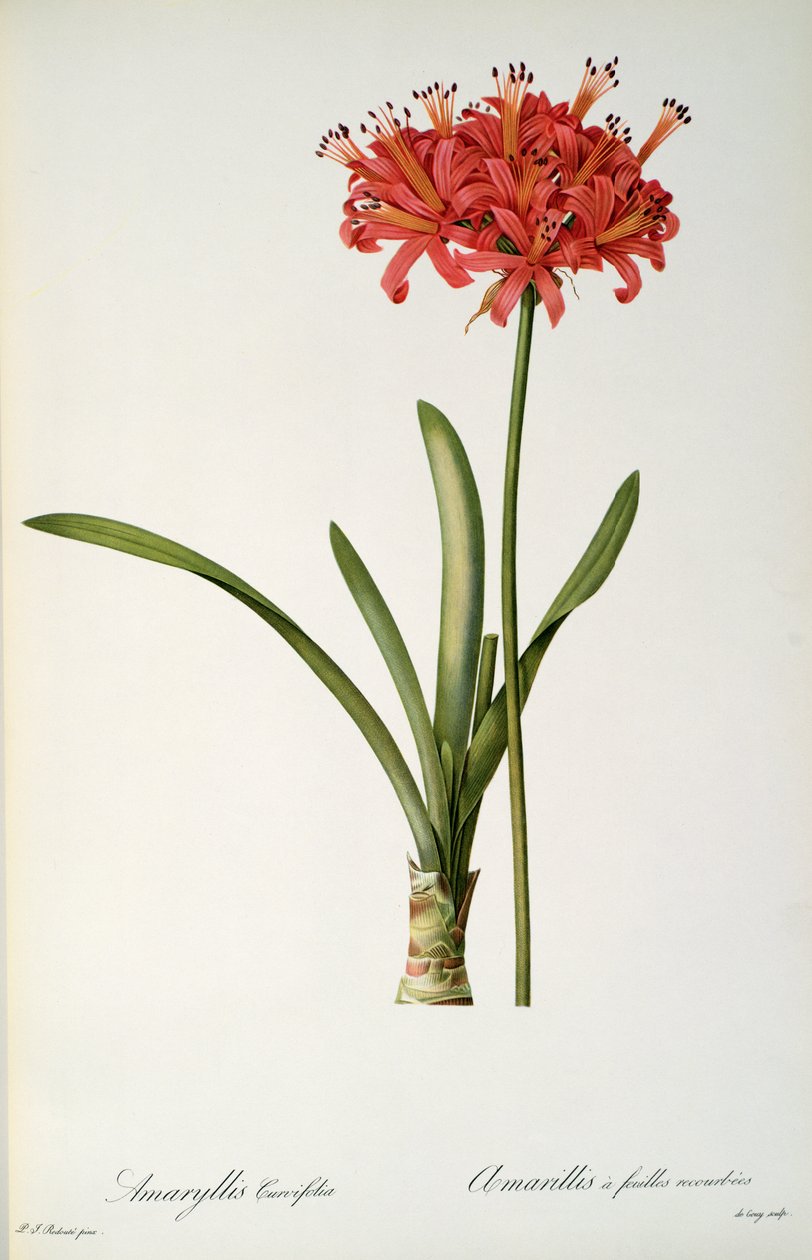 Amaryllis Curvifolia, 1809, tiré de 