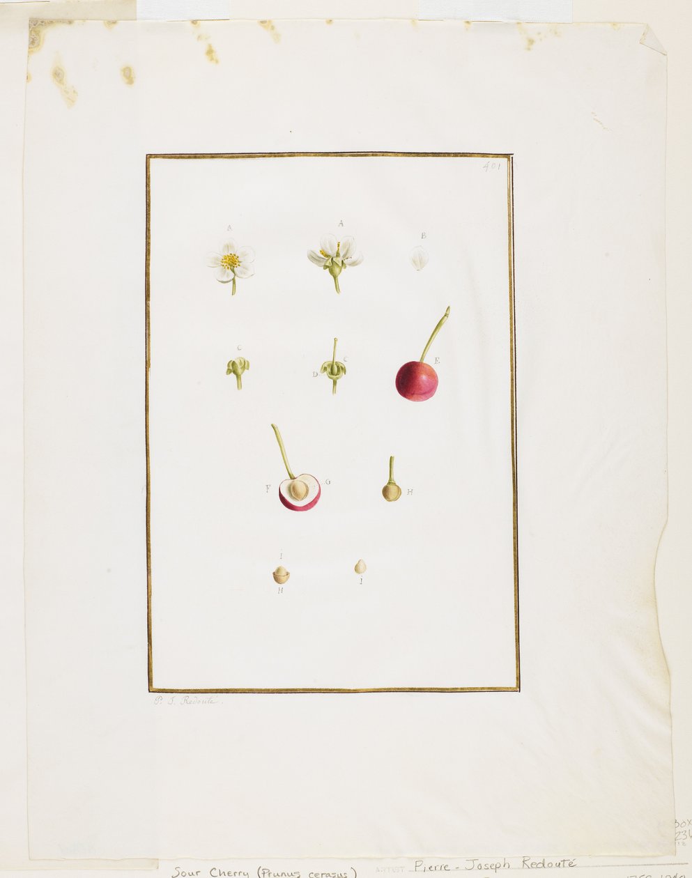 Dissection botanique : Cerise acide (Prunus cerasus), c. 1778-90 - Pierre Joseph Redouté
