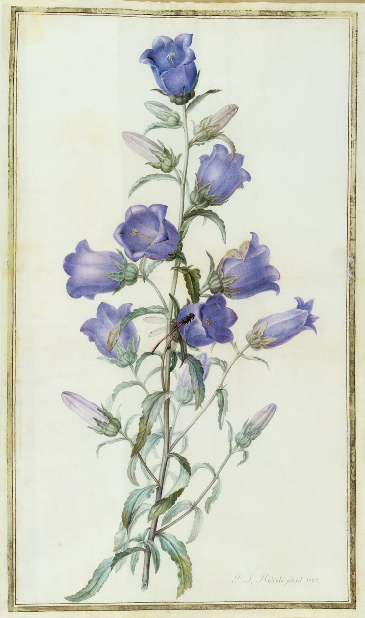 Campanule : Medium (cloche de Canterbury) 1787 - Pierre Joseph Redouté
