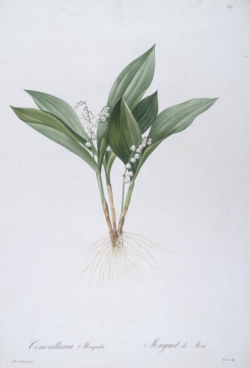 Convallaria majalis (Muguet), 1808 - Pierre Joseph Redouté