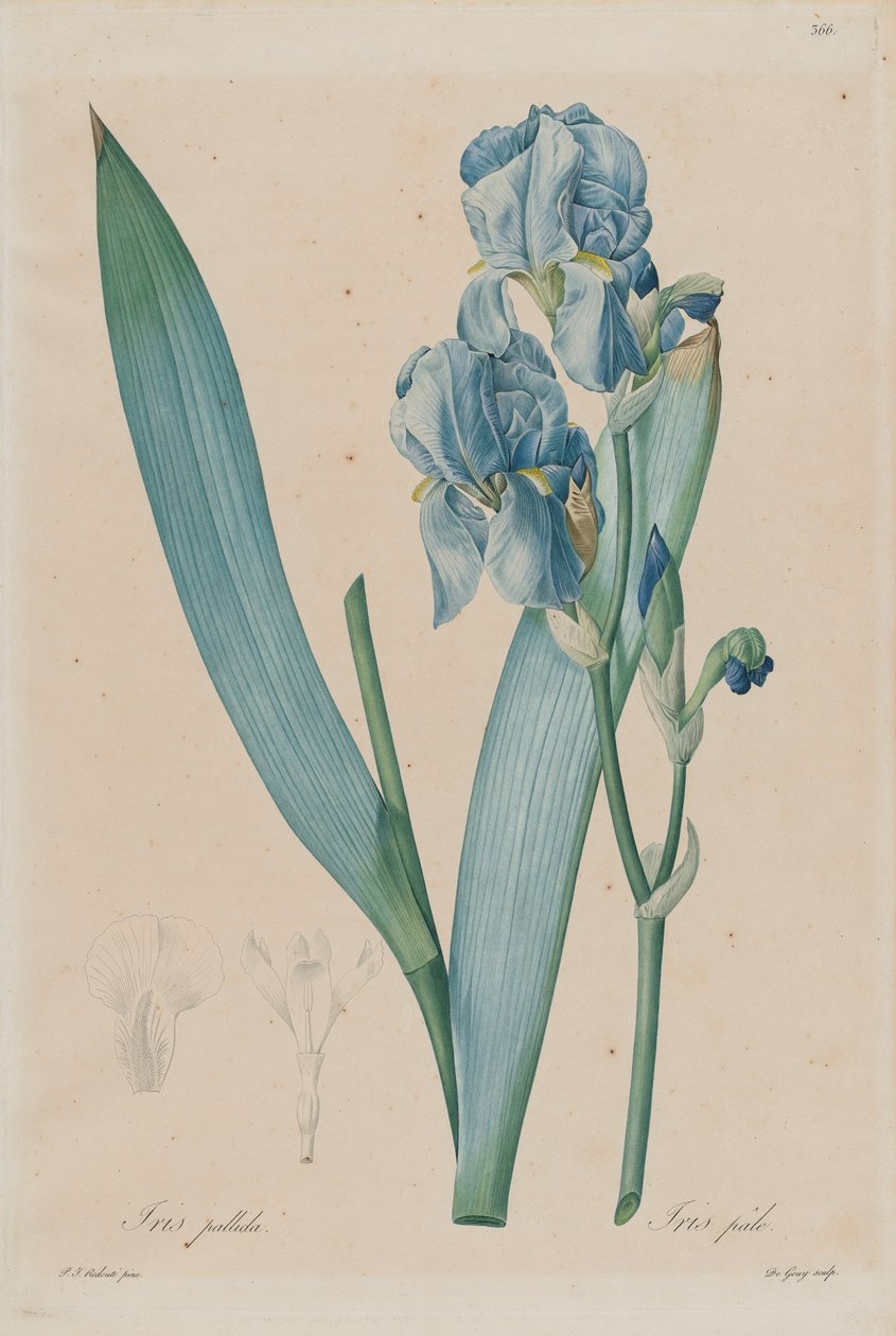 Iris de Dalmatie (Iris pallida), planche 366, vol. 7 de Pierre-Joseph Redouté, Les Liliacées, Paris - Pierre Joseph Redouté
