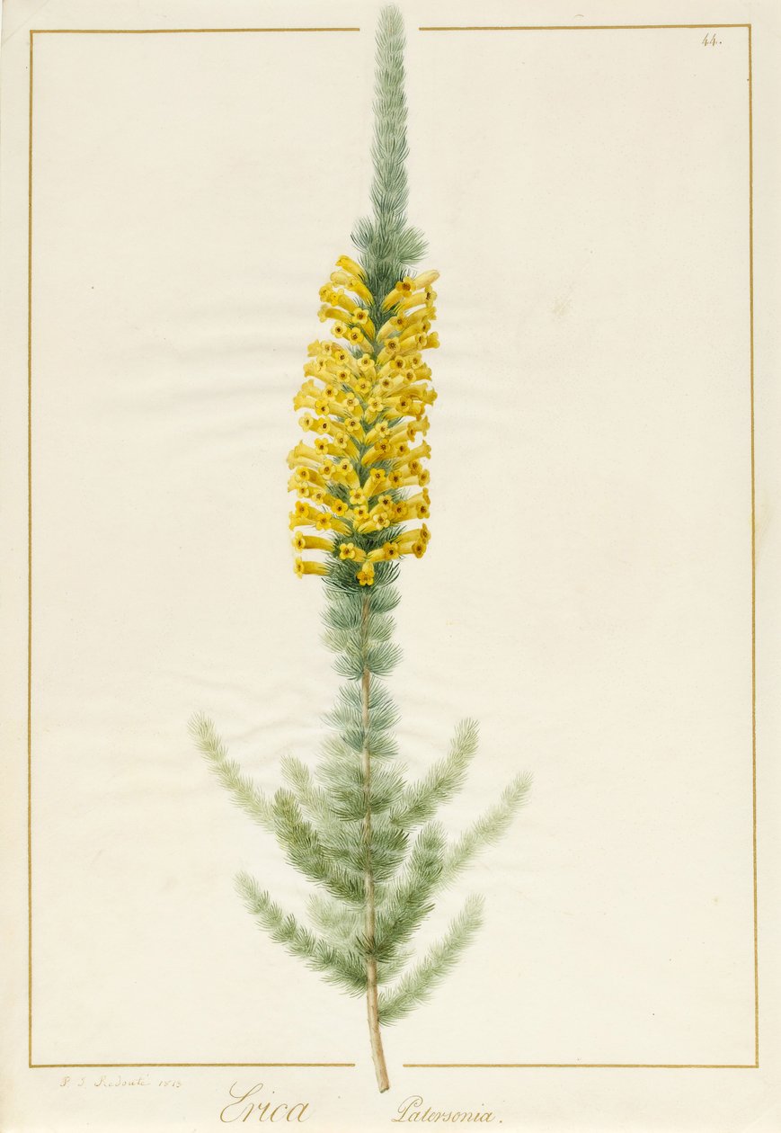 Erica Patersonia, 1813 - Pierre Joseph Redouté