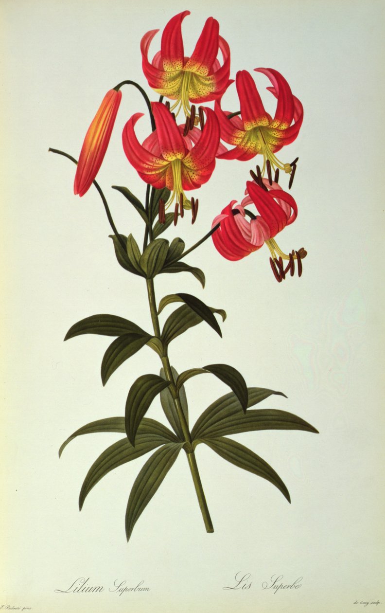 Lilium Superbum, de 
