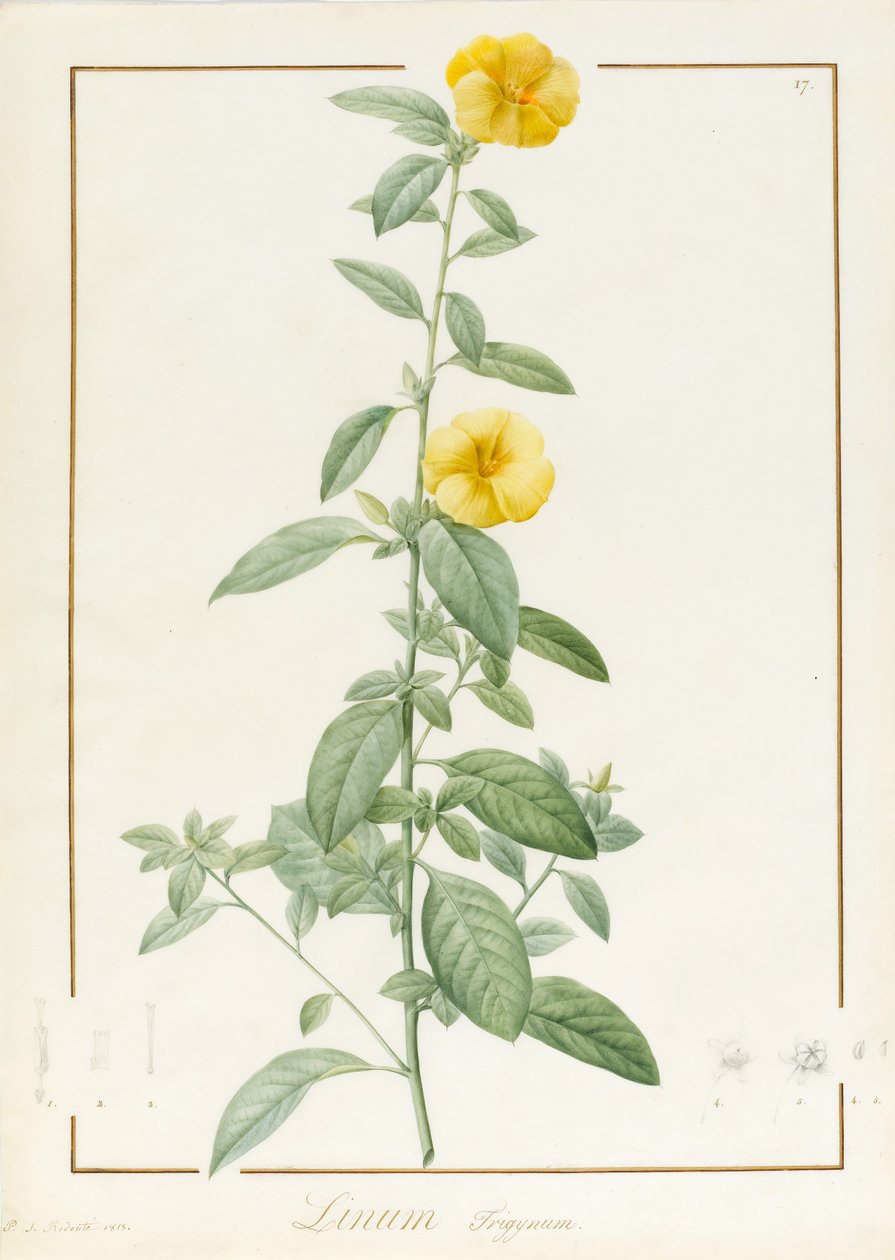 Linium Trigynum, 1813 - Pierre Joseph Redouté