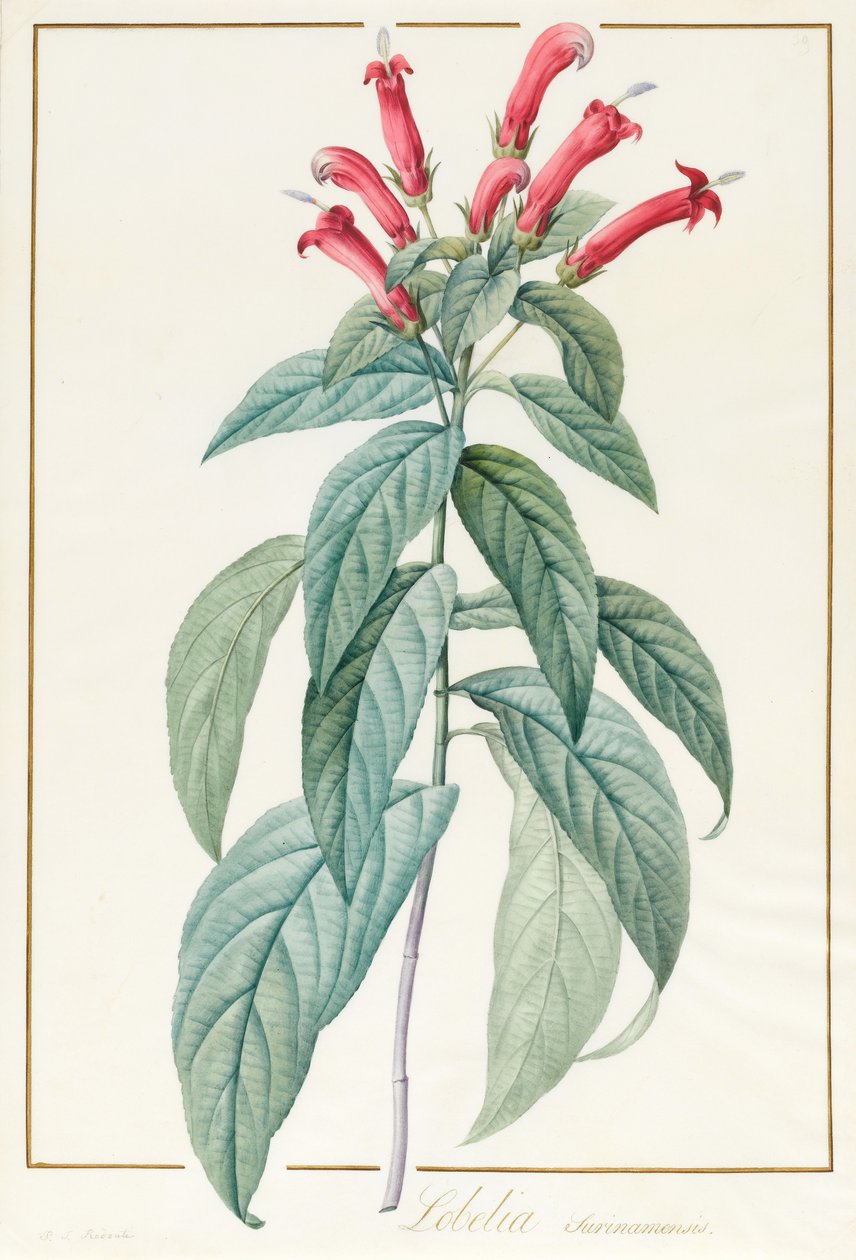 Lobelia Surinamensis - Pierre Joseph Redouté