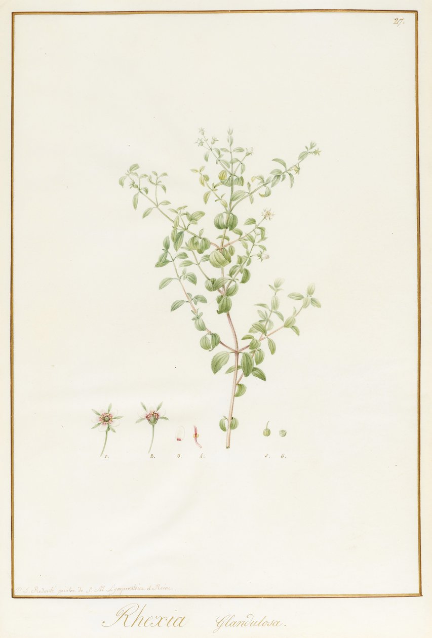 Rhexia Glandulosa - Pierre Joseph Redouté