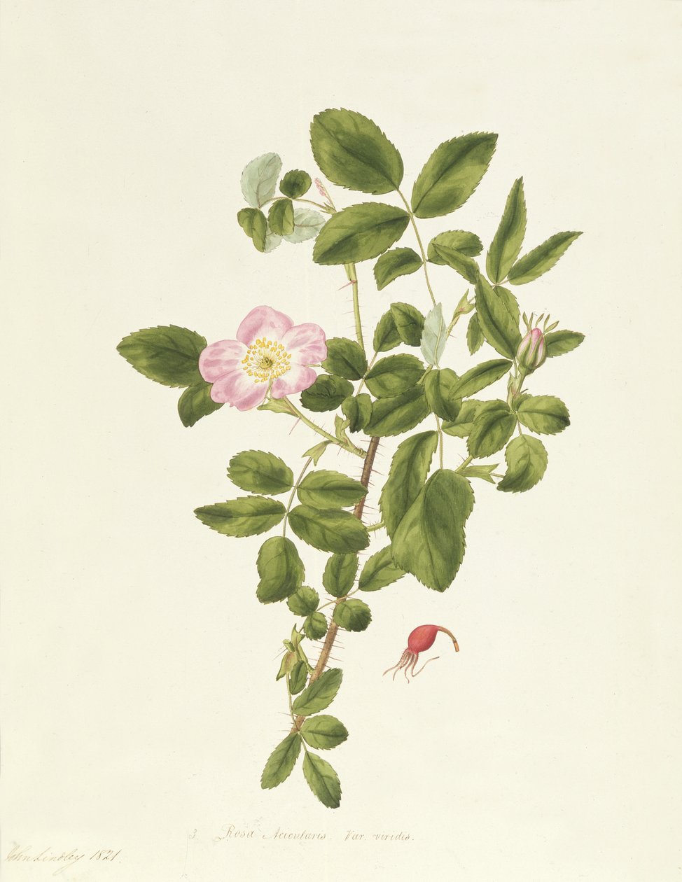 Rosa Acicularis Viridis - Pierre Joseph Redouté