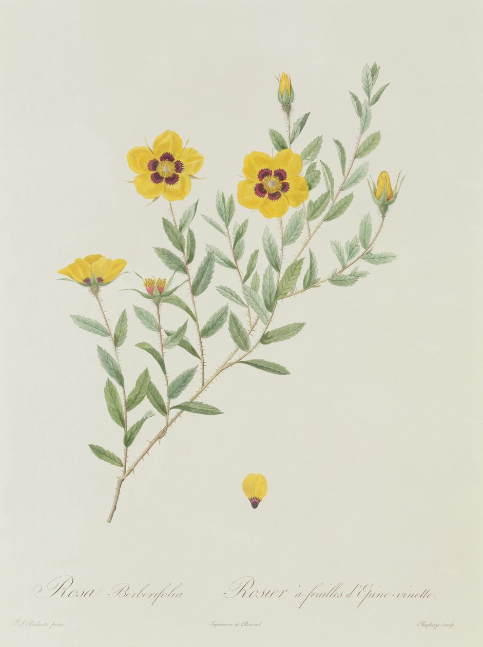 Rosa Berberifolia - Pierre Joseph Redouté
