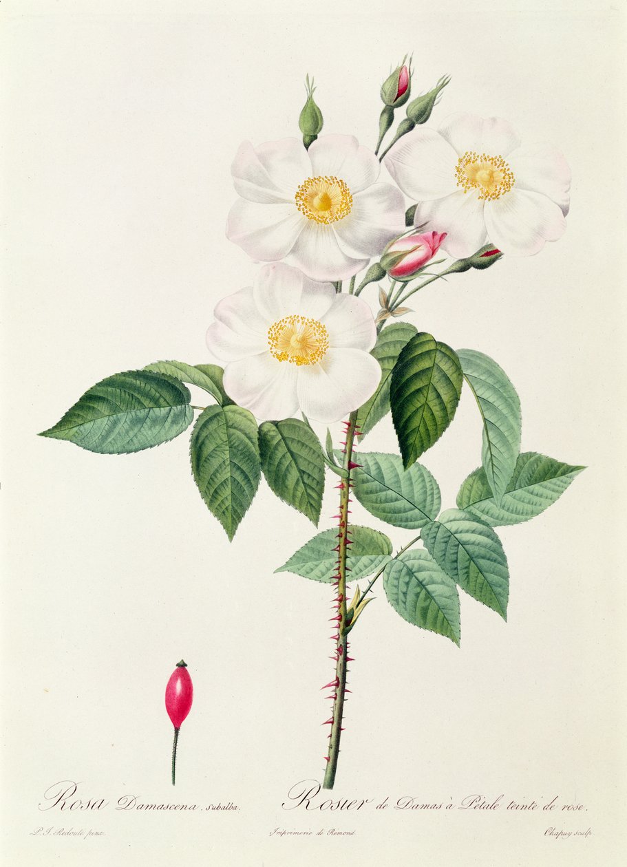 Rosa Damascena Subalba - Pierre Joseph Redouté