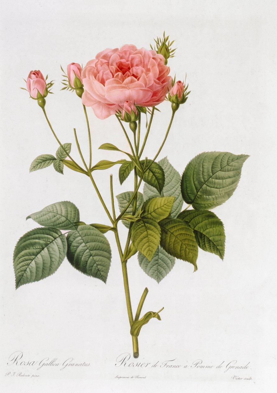 Rosa Gallica Granatus, tirée de 