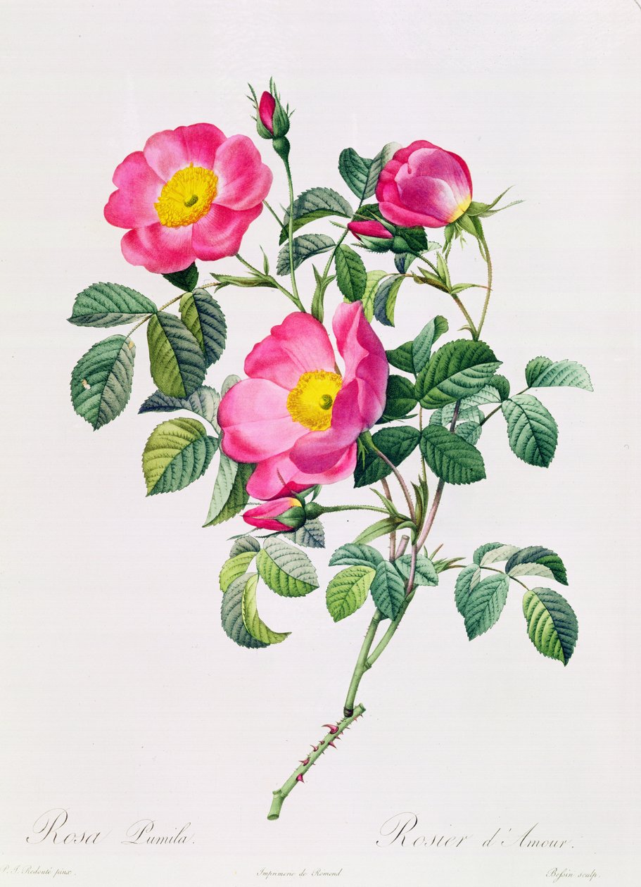 Rosa Lumila - Pierre Joseph Redouté