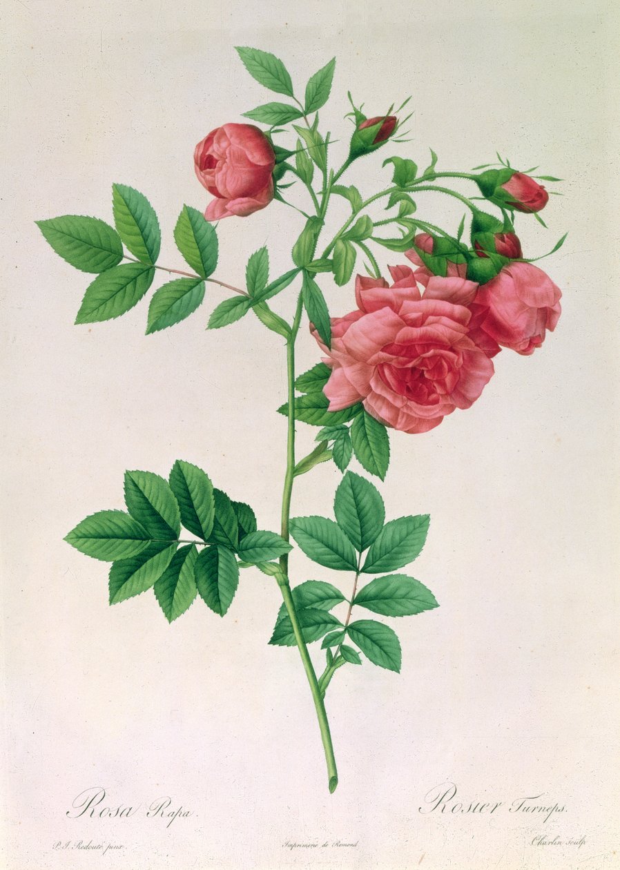 Rosa Rapa - Pierre Joseph Redouté