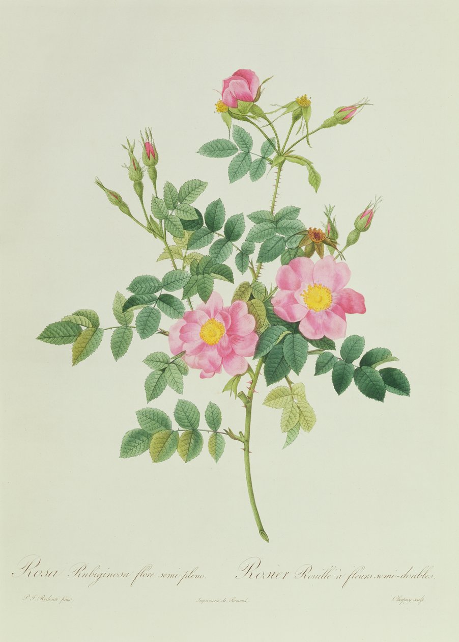 Rosa Rubiginosa Flore Semi-Pleno - Pierre Joseph Redouté