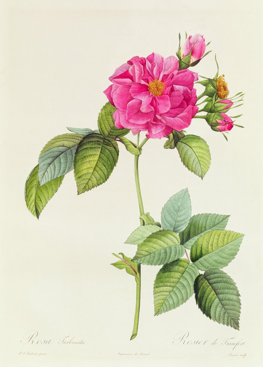 Rosa Turbinata - Pierre Joseph Redouté