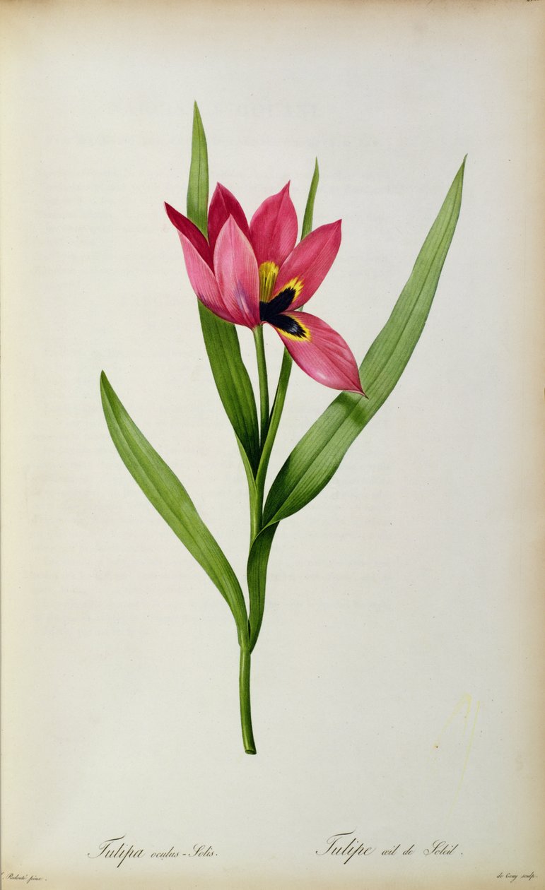 Tulipa oculus-solis, de 