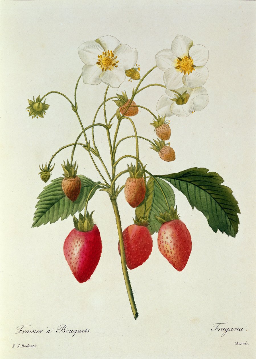 Fragaria (Fraise), gravé par Chapuis, de 