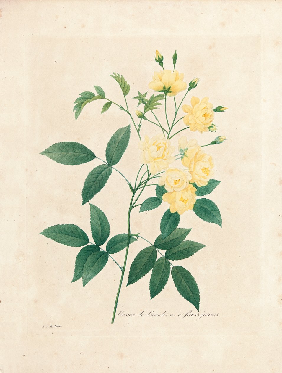 Rose de Lady Banks, du 
