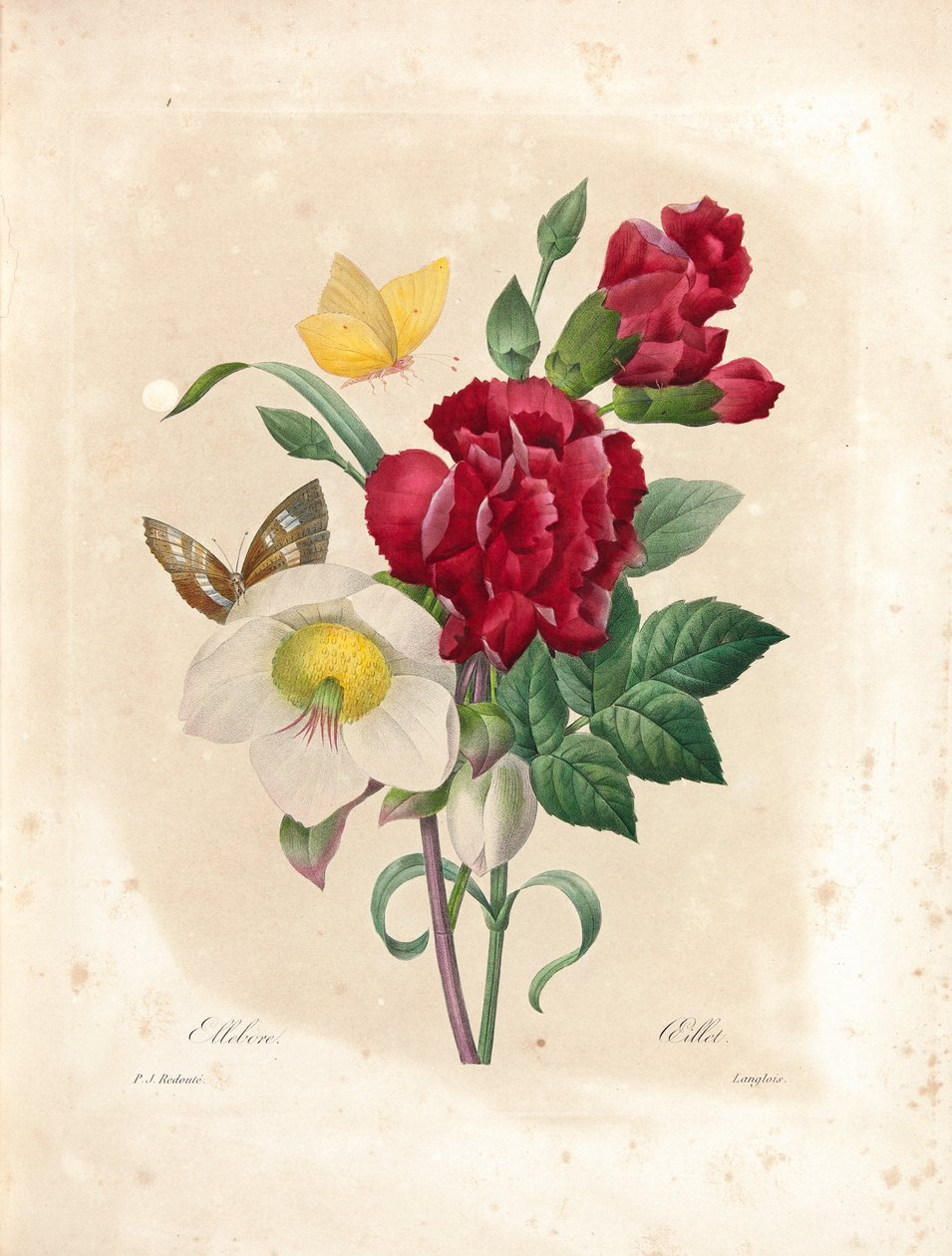 Œillet, gravé par Langlois, de 