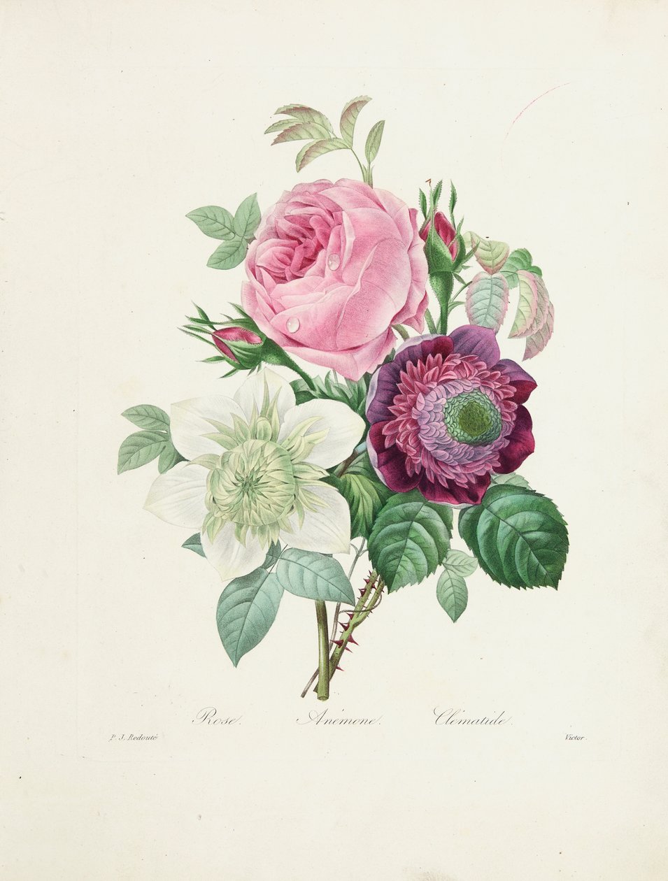 Rose, Anémone et Clématite, gravé par Victor, de 