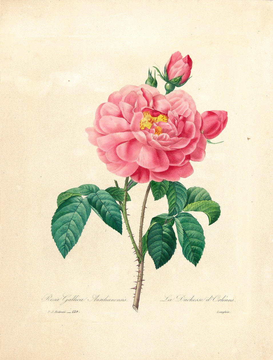 La rose de la duchesse d