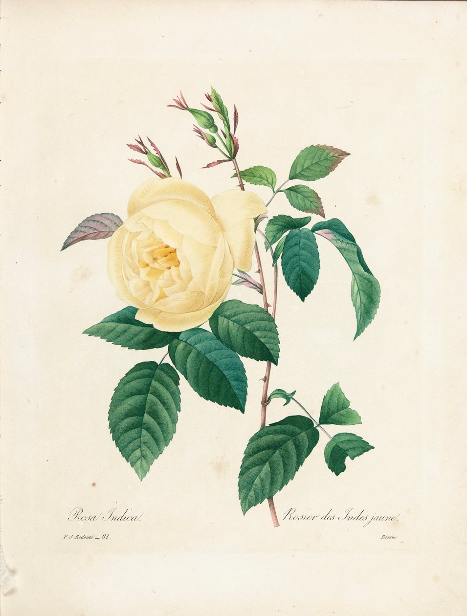 Rosa Indica jaune, gravé par Bessin, de 