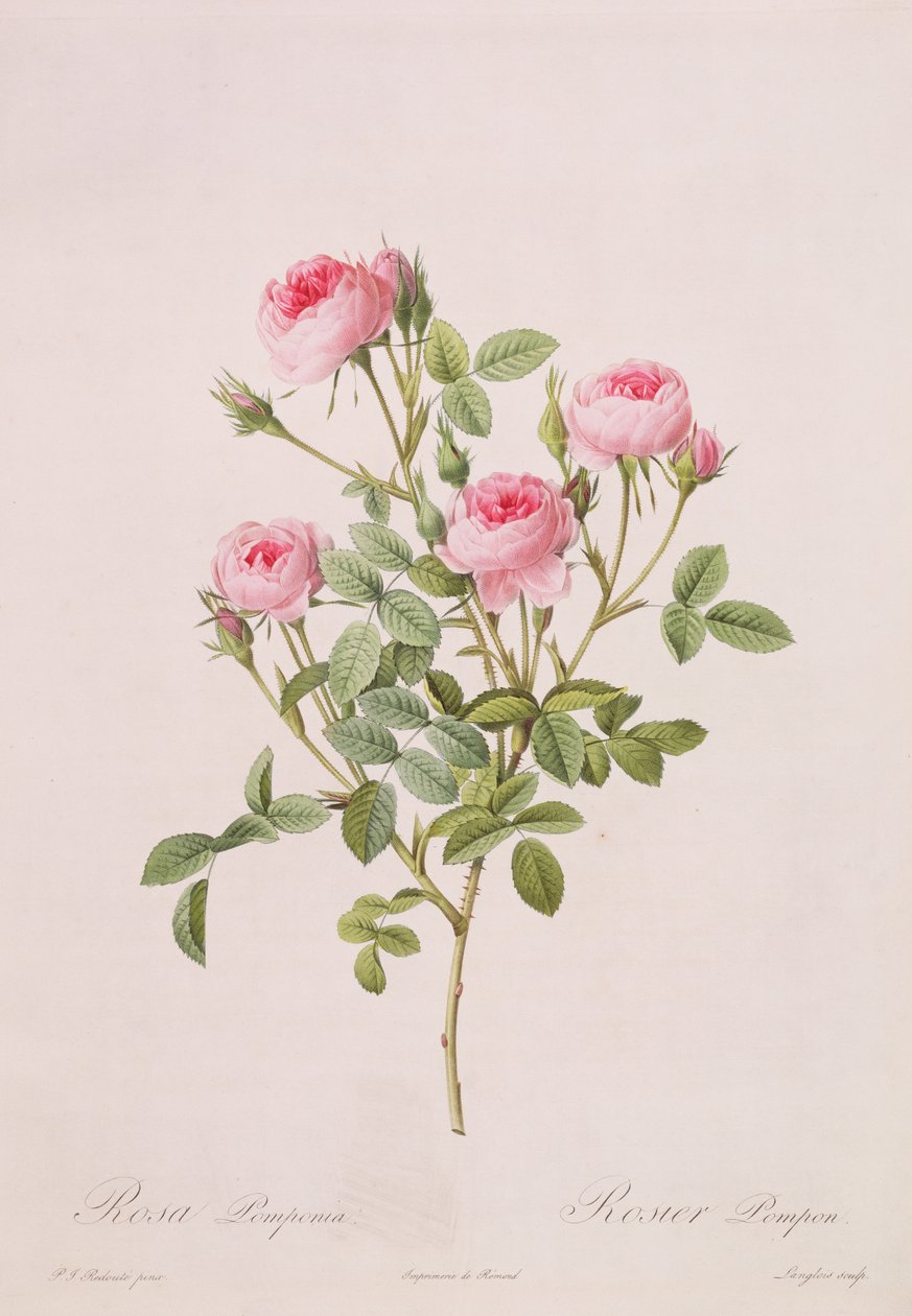 Rosa pomponia, gravé par Langlois, de Les Roses, 1817-24 - Pierre Joseph Redouté