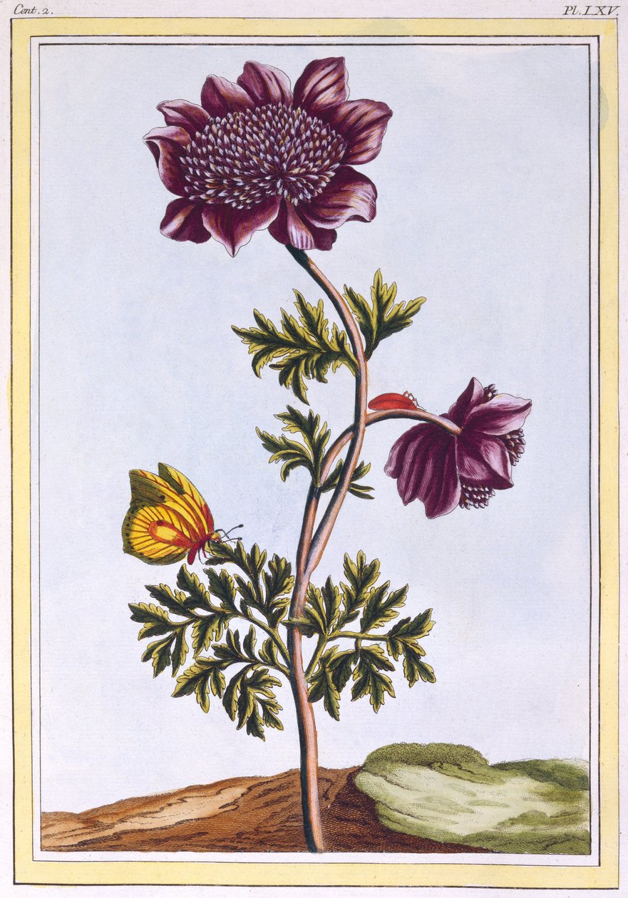Anémone des jardins, vers 1776 - Pierre Joseph Buchoz