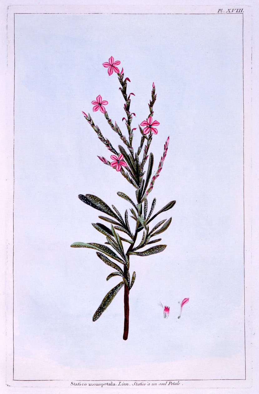 Statice, Phyllostachys spicata - Pierre Joseph Buchoz