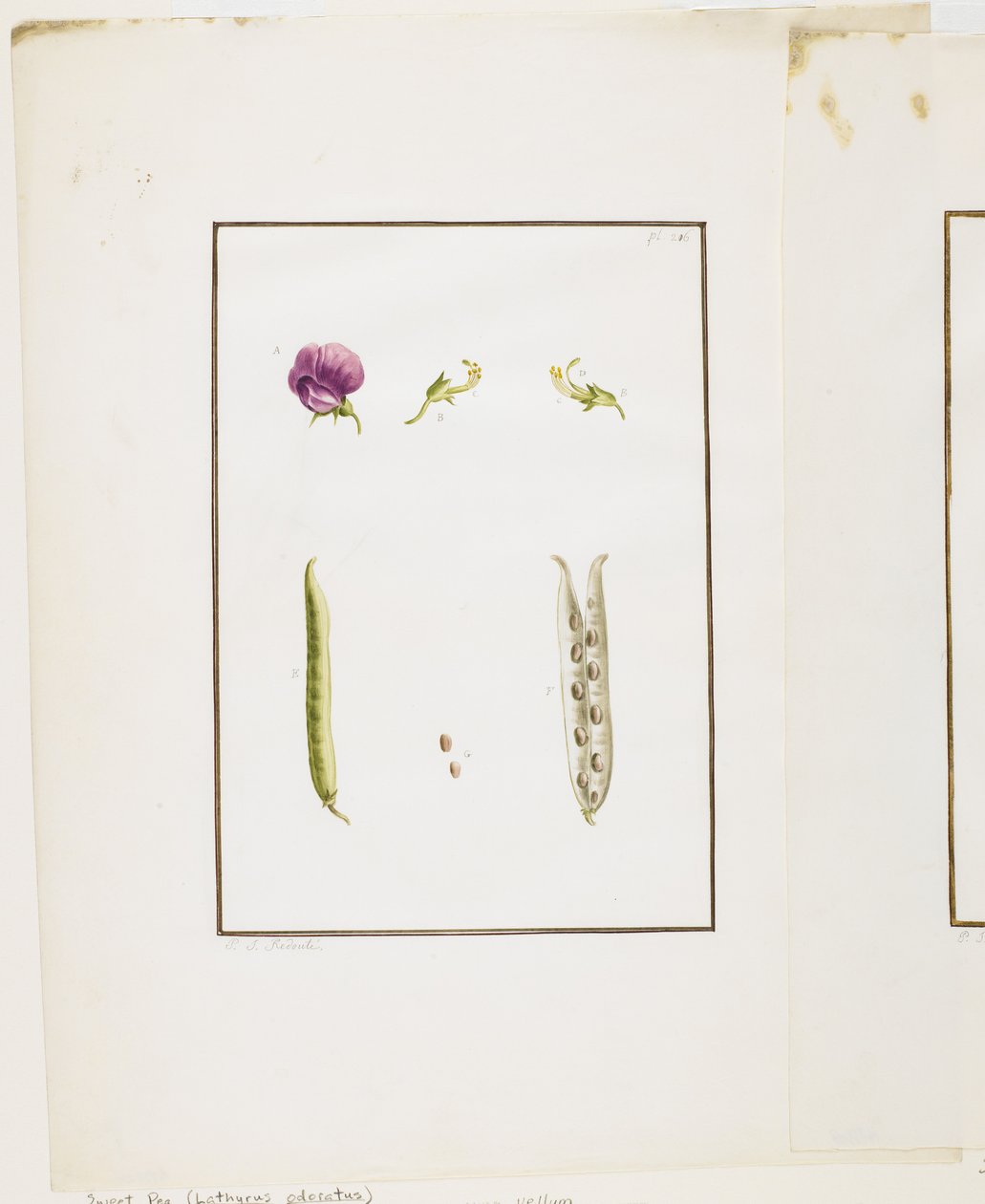 Dissection botanique : Pois de senteur (Lathyrus odoratus), vers 1778-90 - Pierre Joseph Redouté