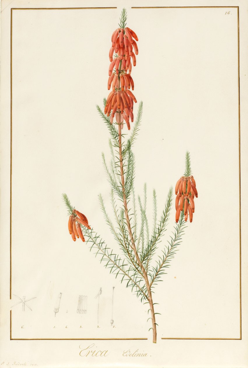 Erica Edilinei, 1811 - Pierre Joseph Redouté