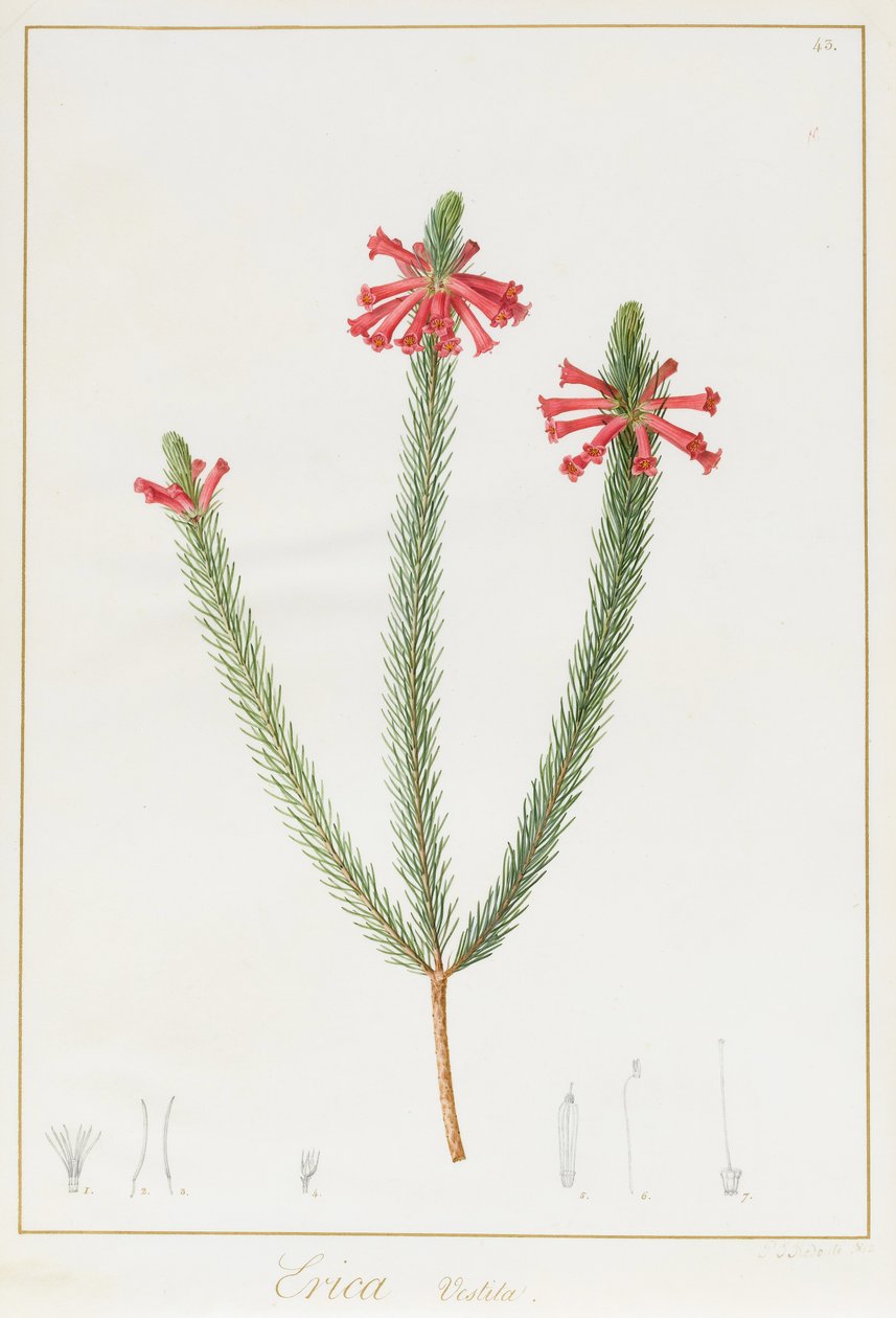 Erica Vestita, 1812 - Pierre Joseph Redouté